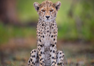 Cheetah